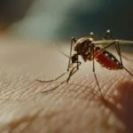 Prevención natural del dengue en el norte del Perú con plantas repelentes, peces larvívoros y gestión ambiental